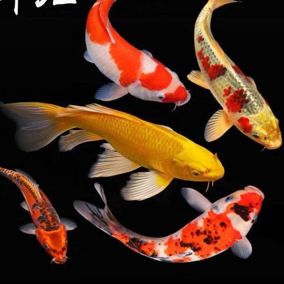 是小锦鲤呀