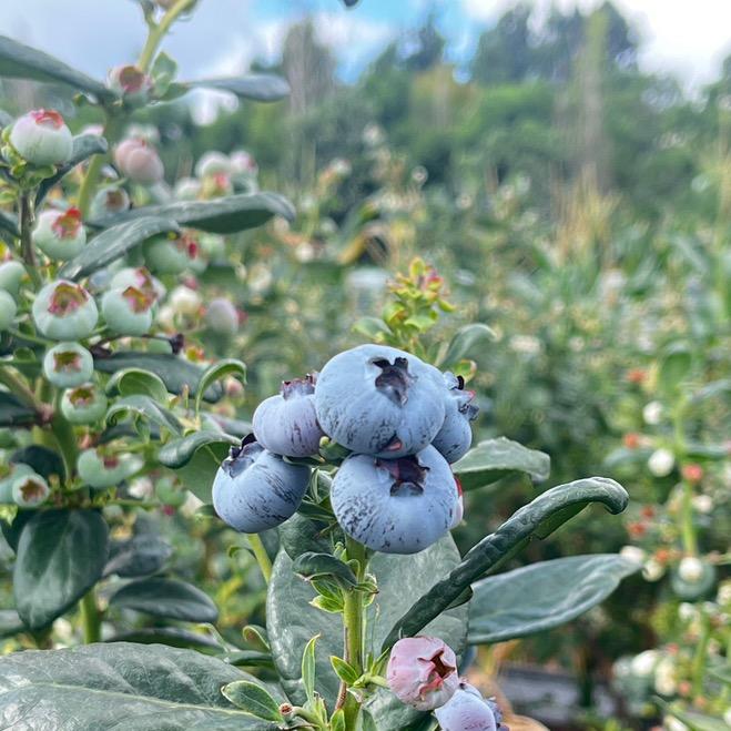 云南澄江张静蓝莓种植家庭农场甄选