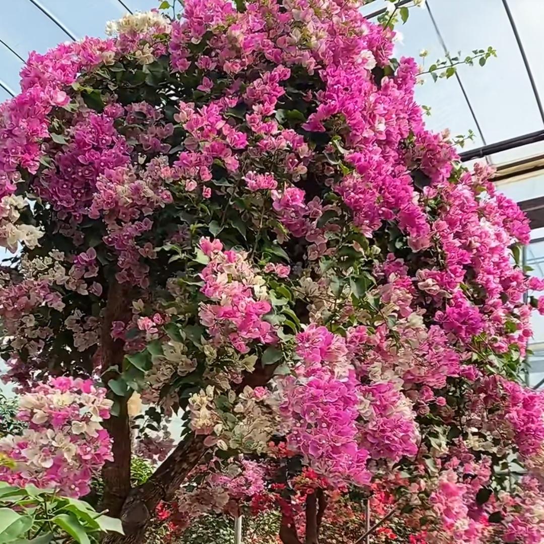 成景园艺种植园