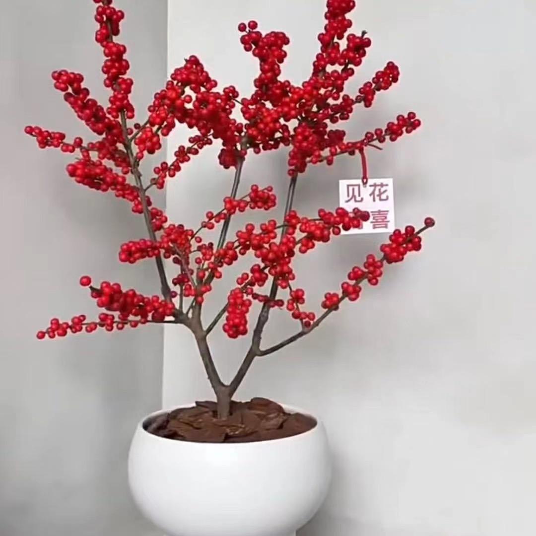 花真花美园艺花卉