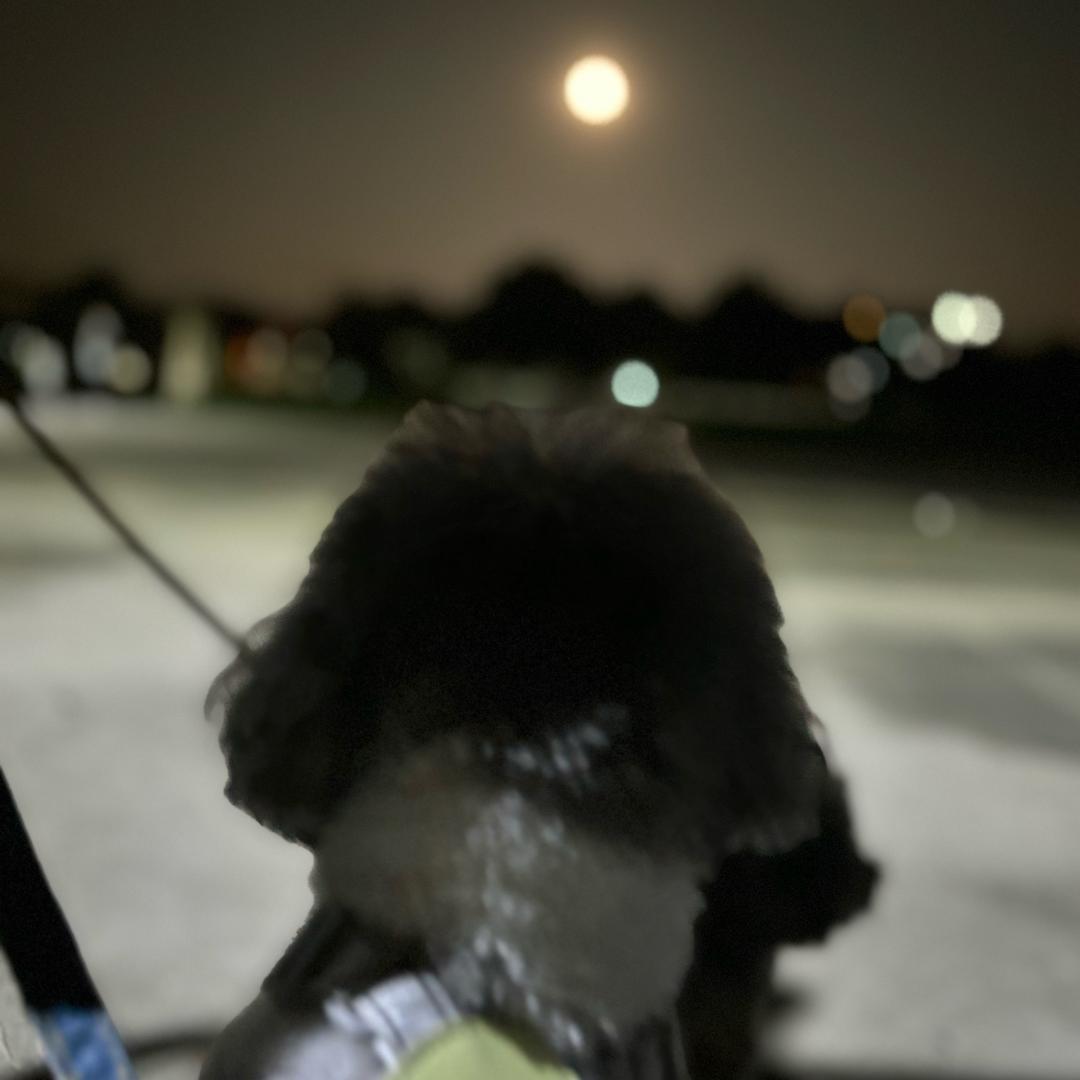 茼小妹家的小泰迪