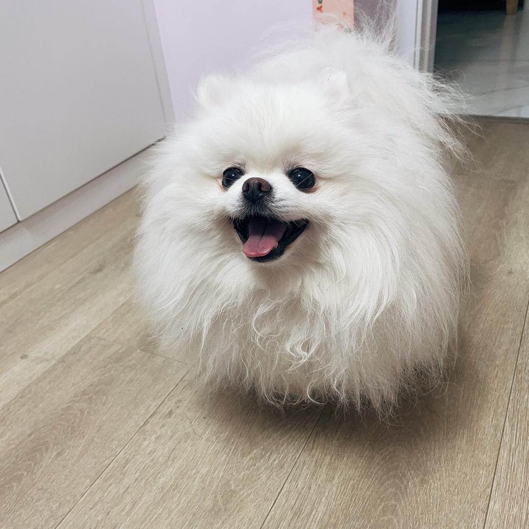 小汤圆是两只博美