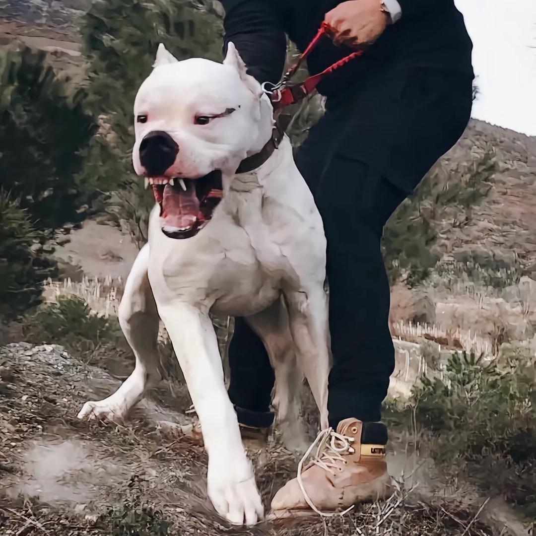 杜高犬  蒙多🏆