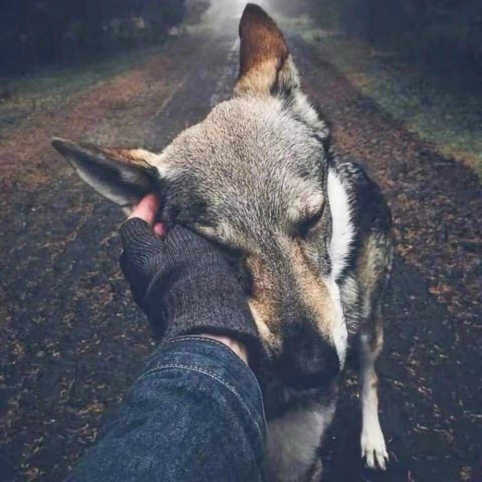 Y