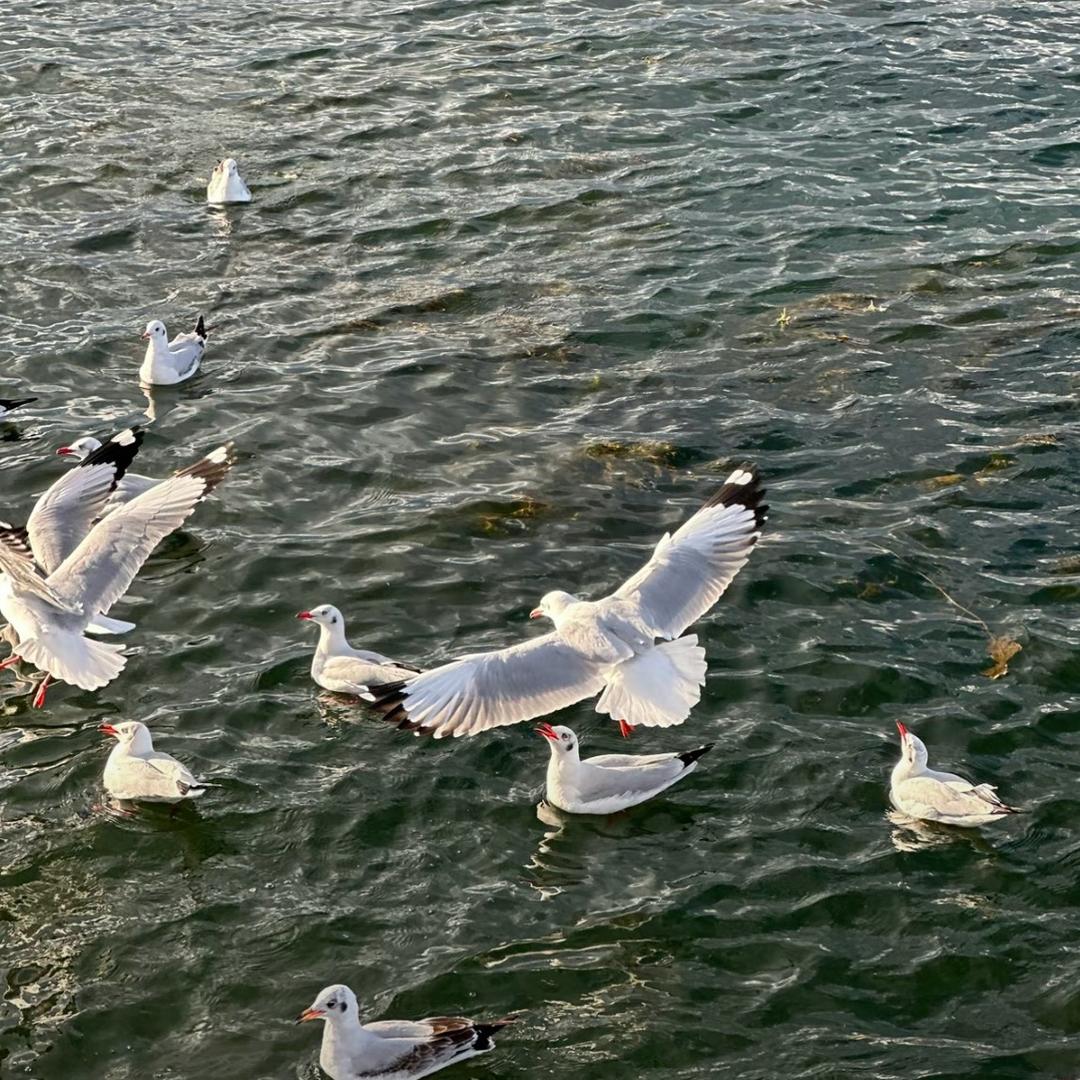 嘉达石榴（16）