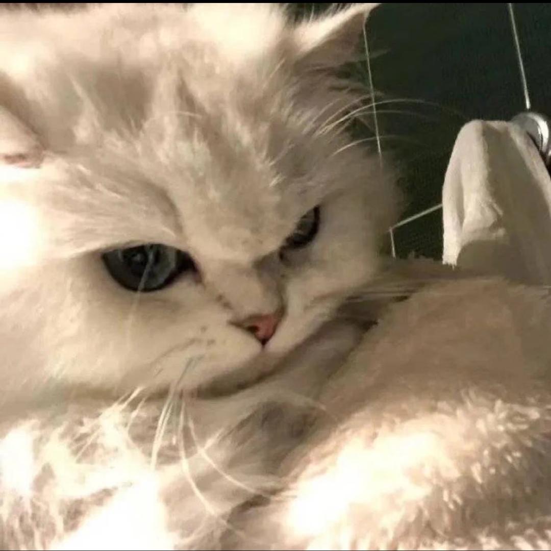 o. 哇哇