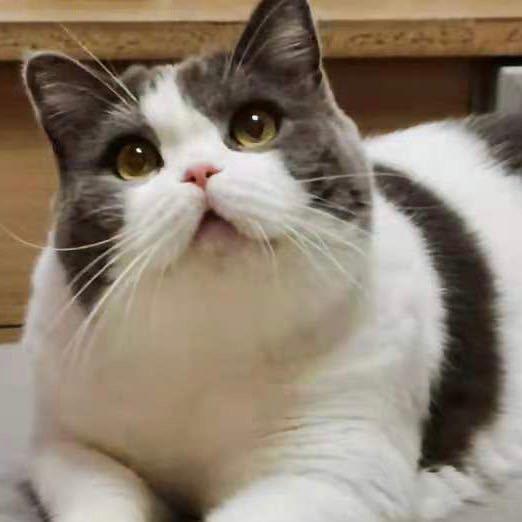 崔大猫