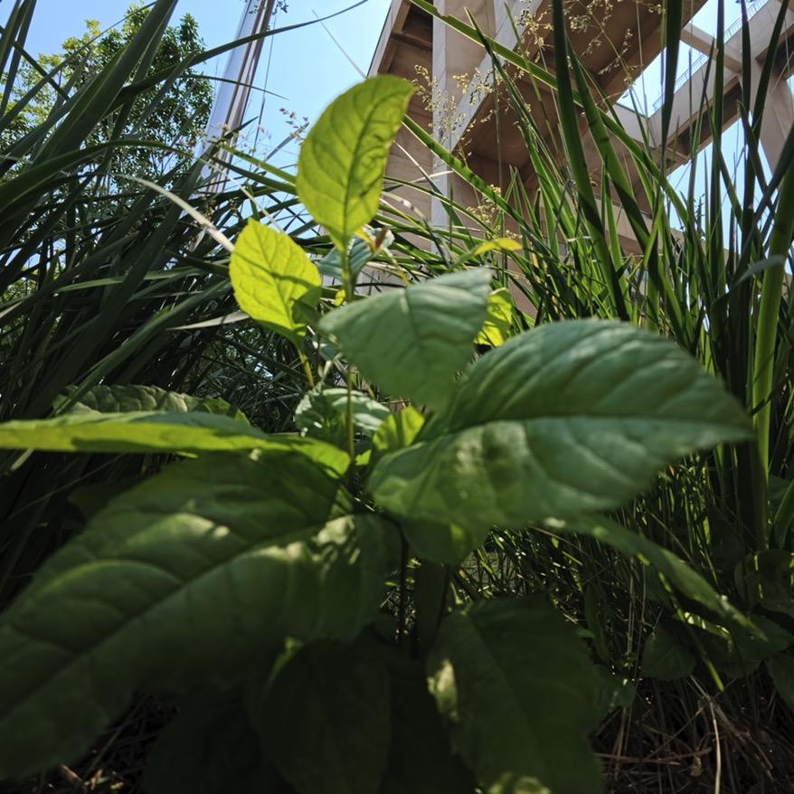苹果5袋