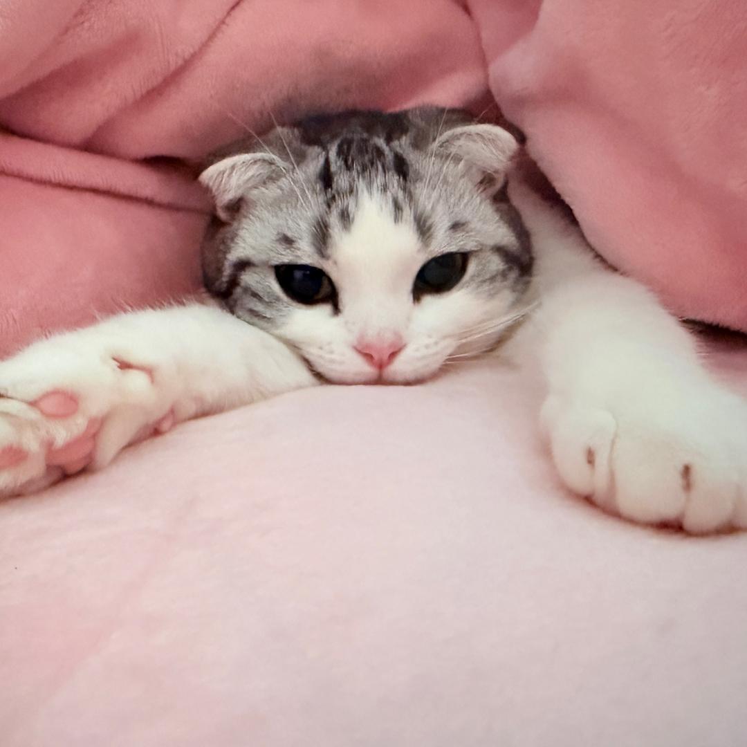 杨乐多ღ