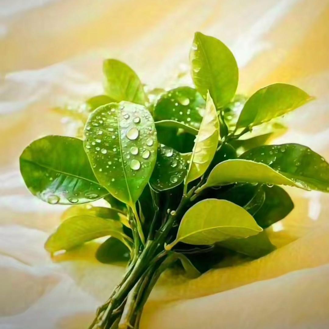 𝓙𝒾𝓃ℊ ᥫᩣ