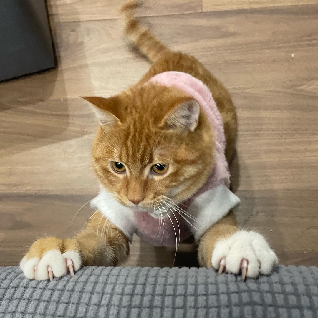 Yellow肥肥大王🐱