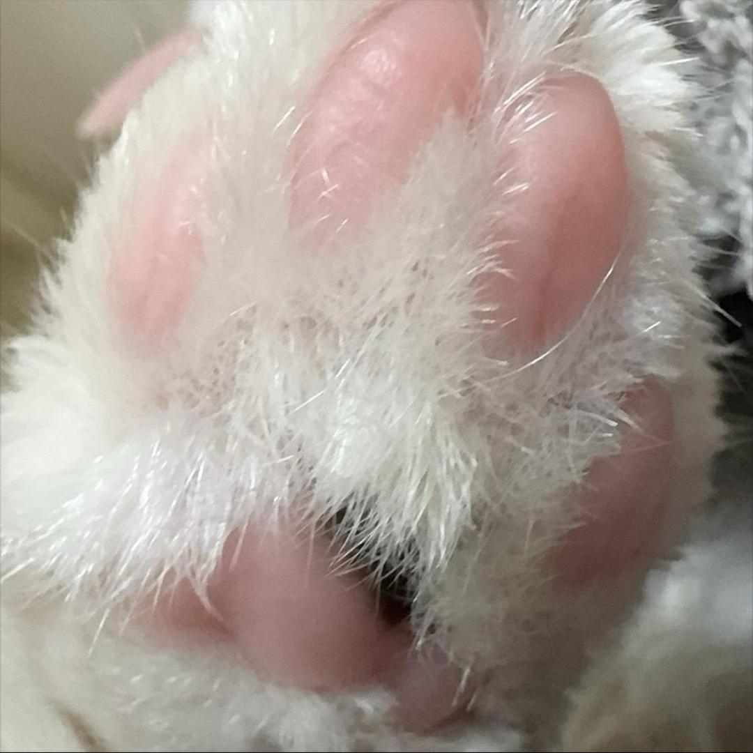 NanaLxgeg