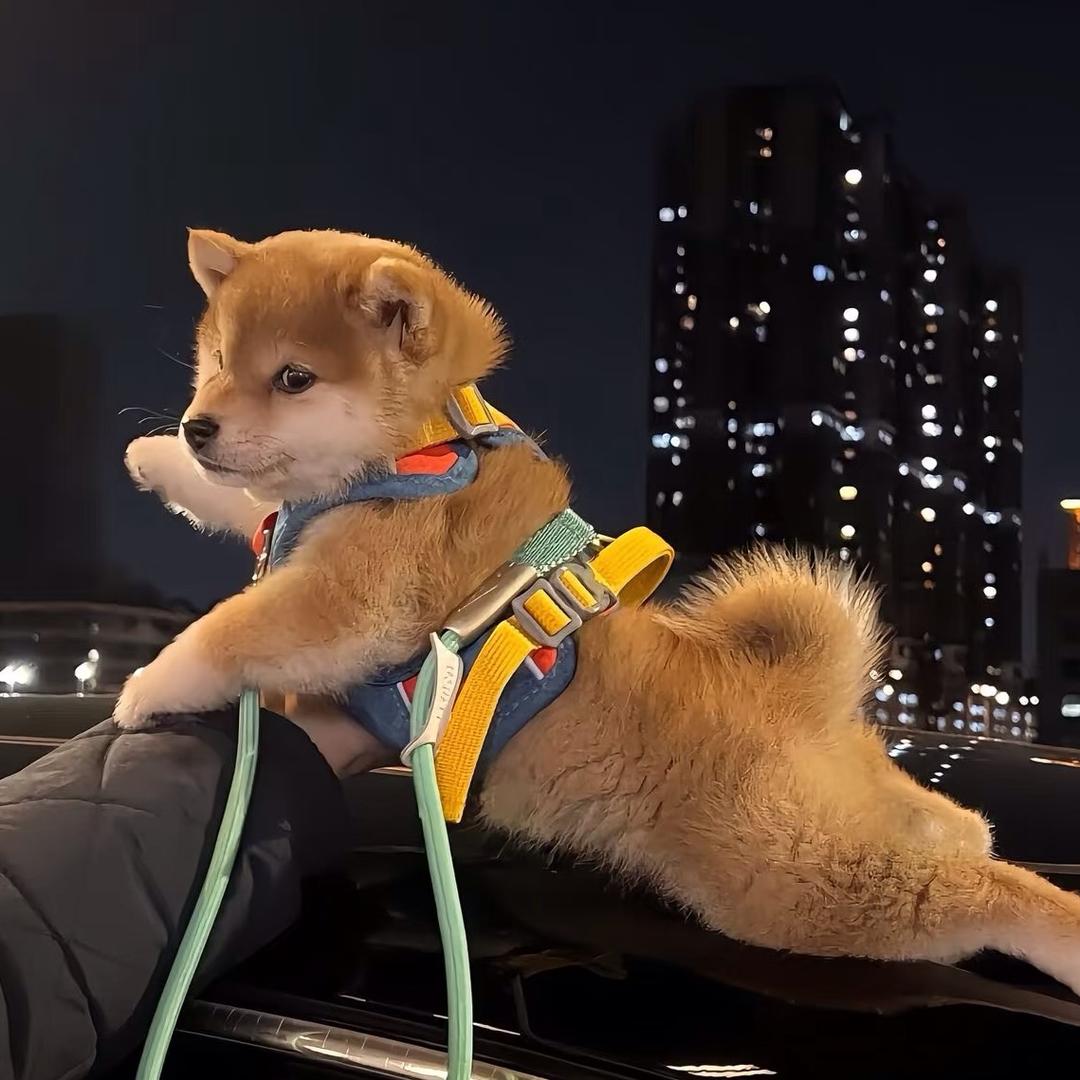 用克莱提特他