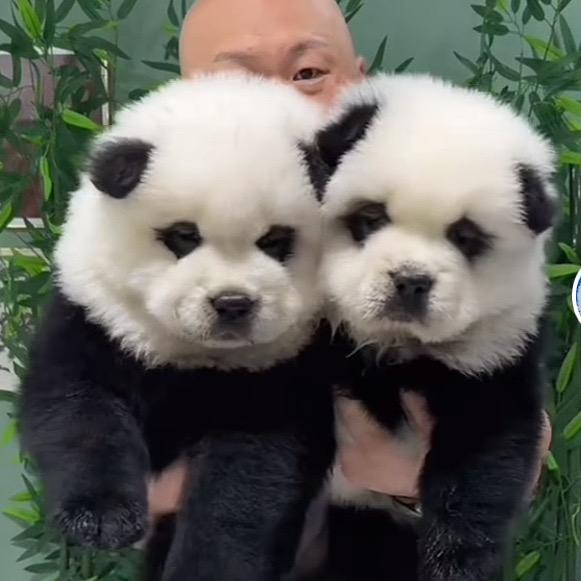 铁岭显大可爱宠物用品店官方号