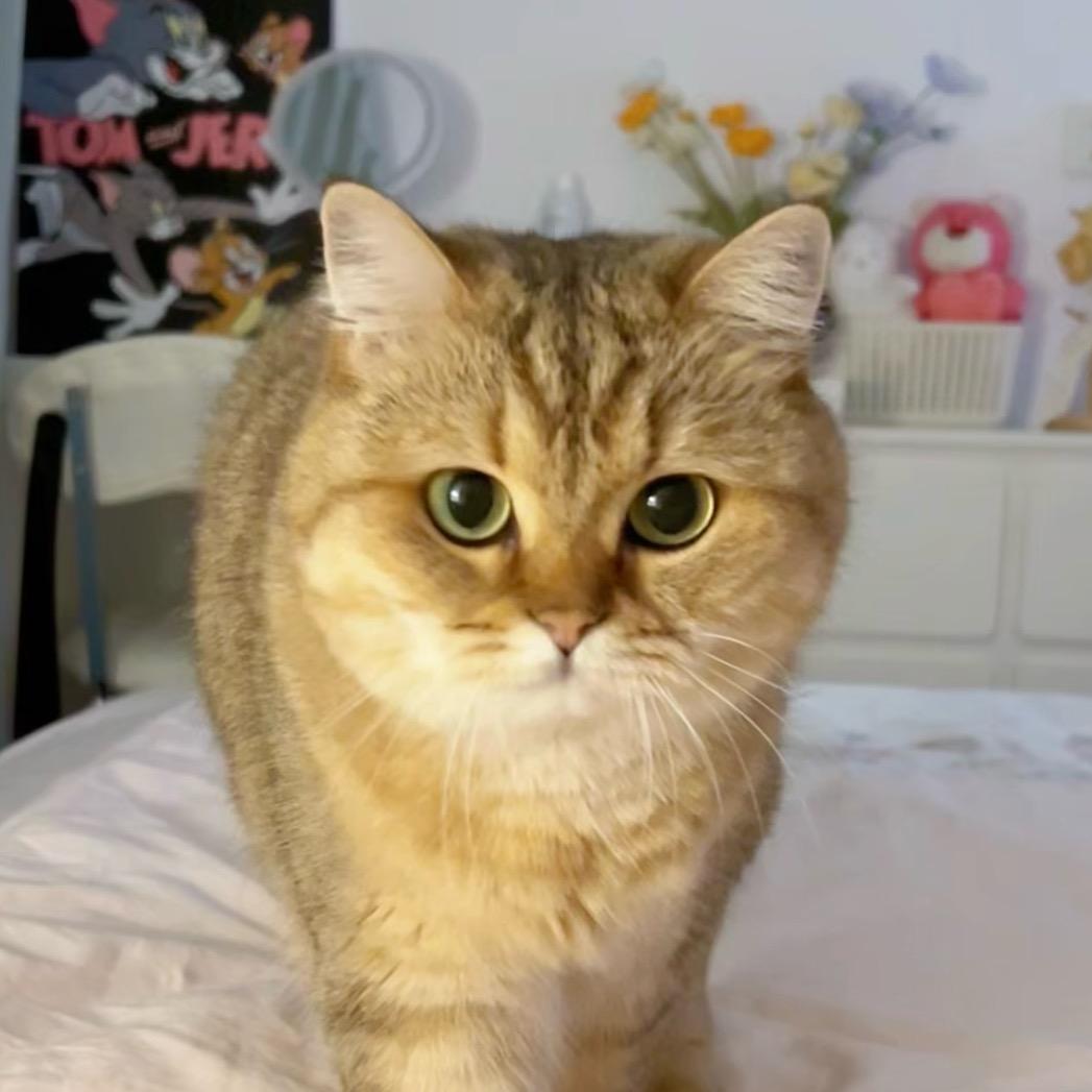 大福是只猫