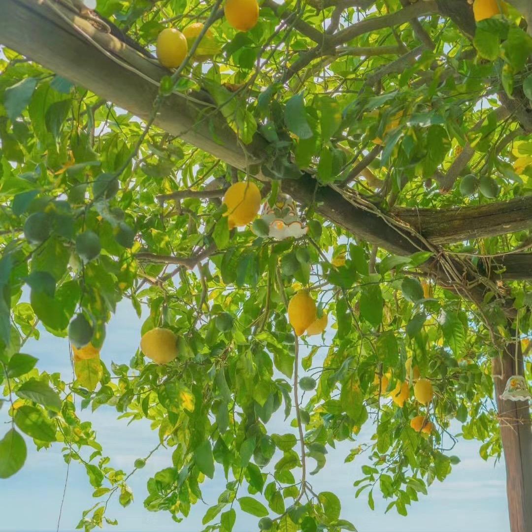 东莞市艺林园花卉园艺有限公司企业店