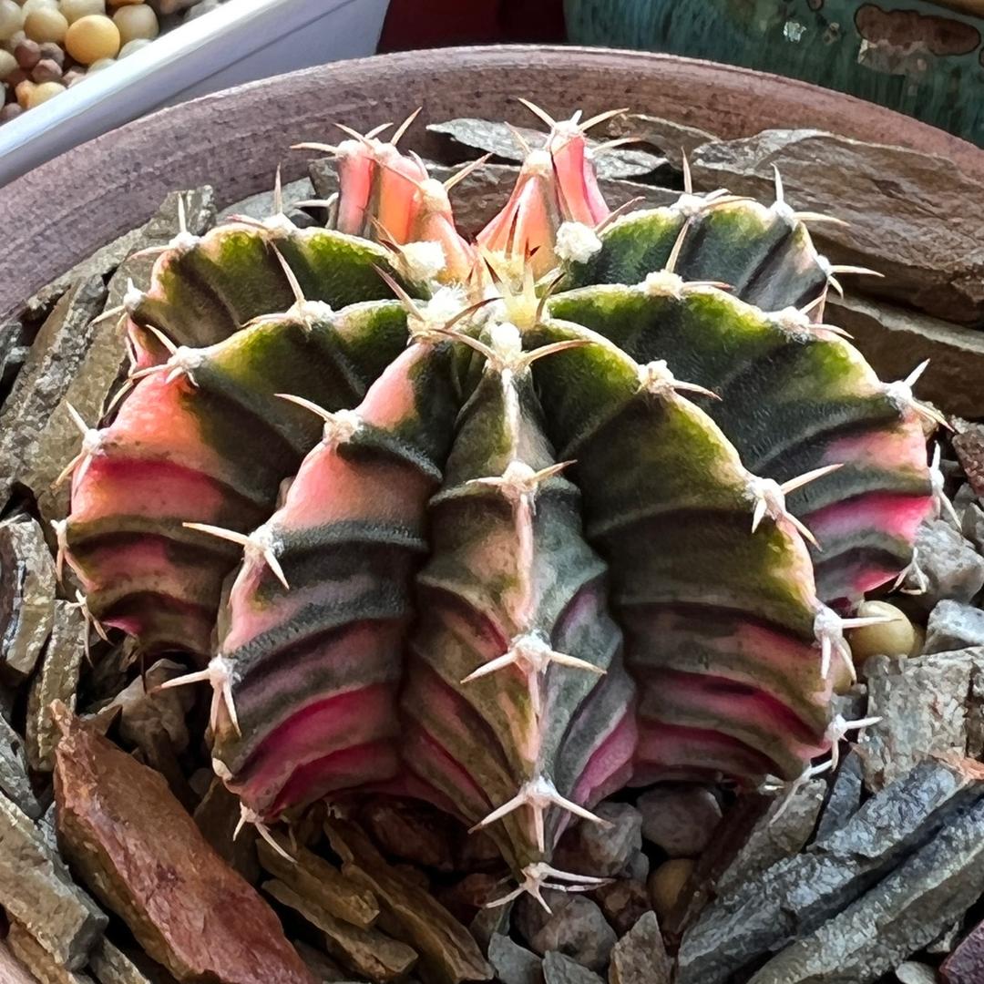 德草闲宅