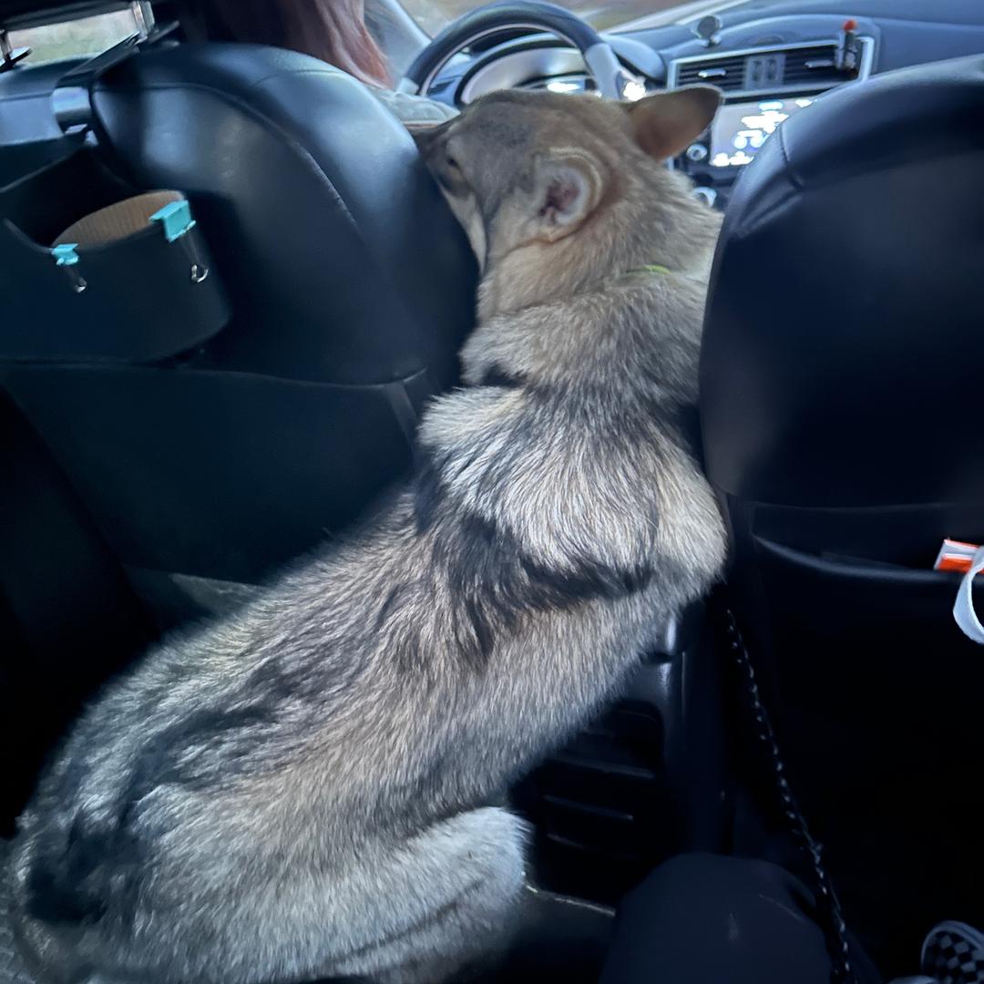 捷克狼犬=拿铁