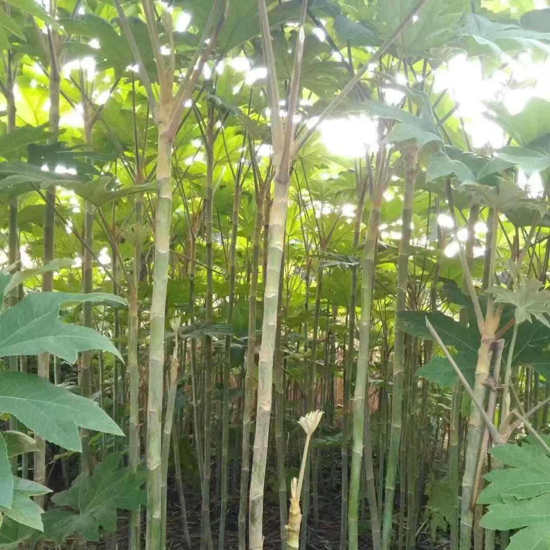 通草种植-兰花