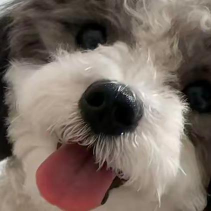 轻工联通小帕鲁