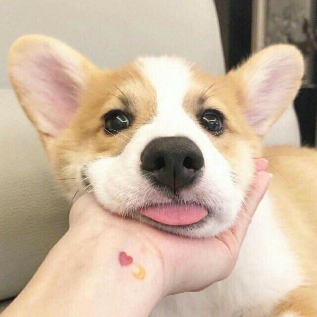 我可爱炸了