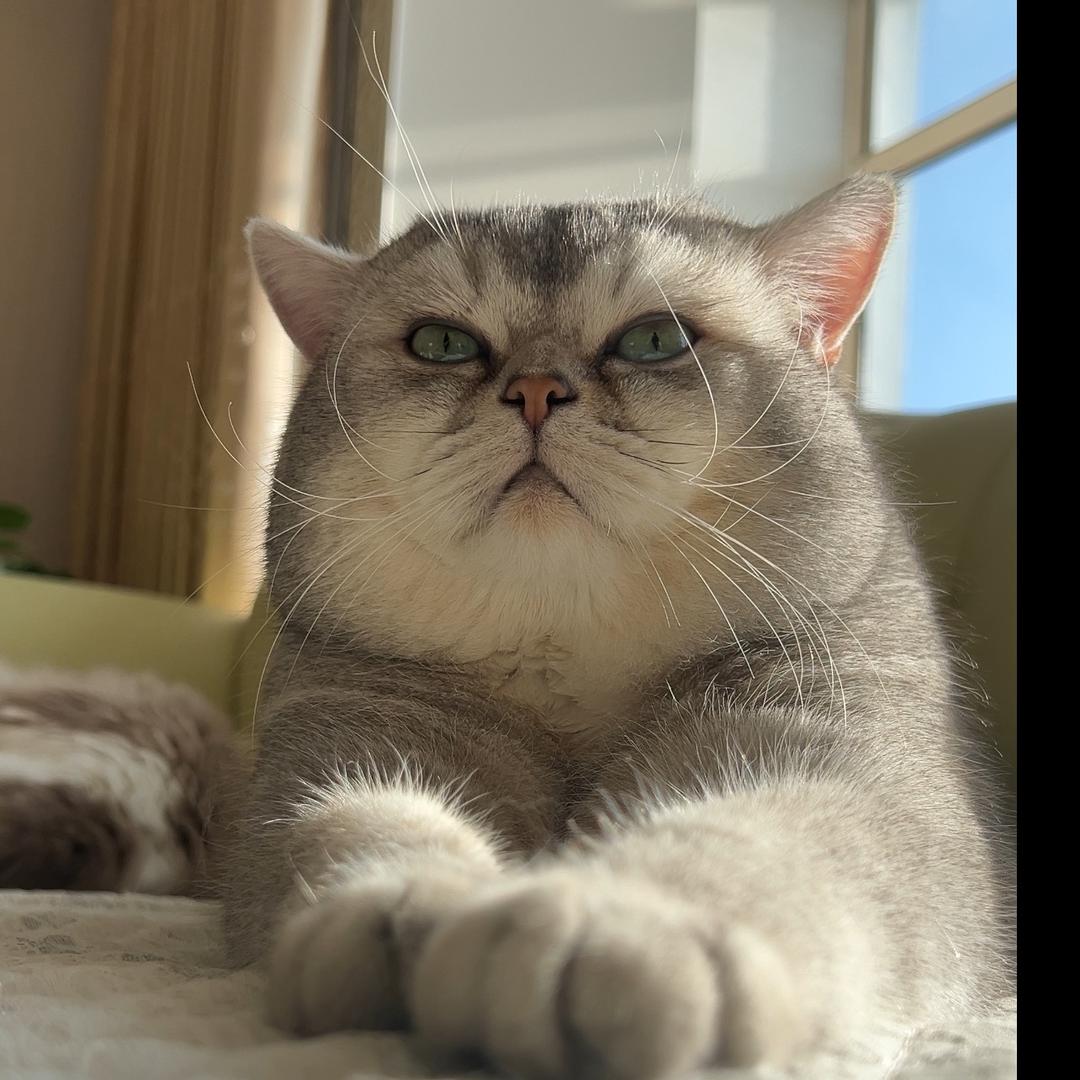屁屁是猪不是喵