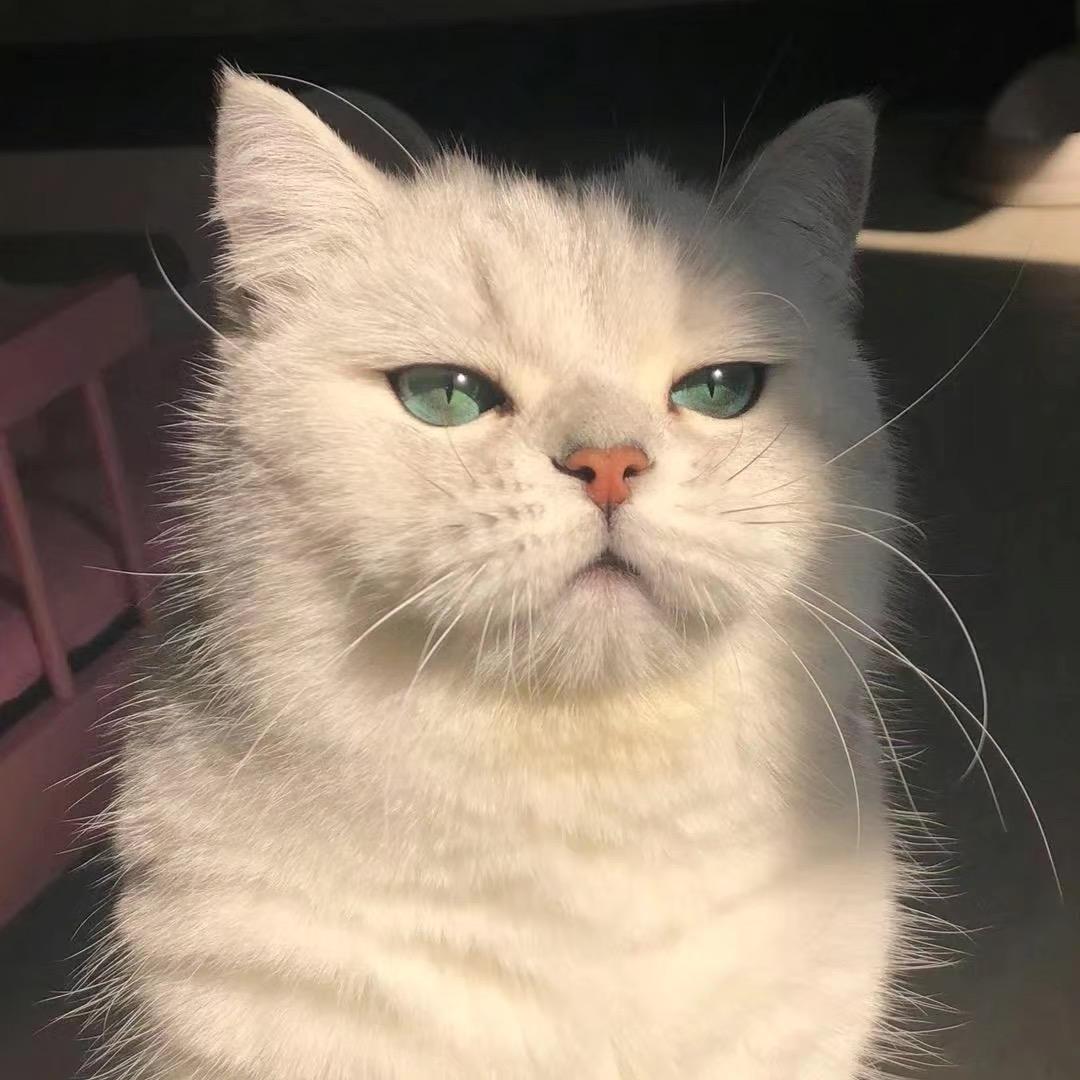 宠宠有家🏠