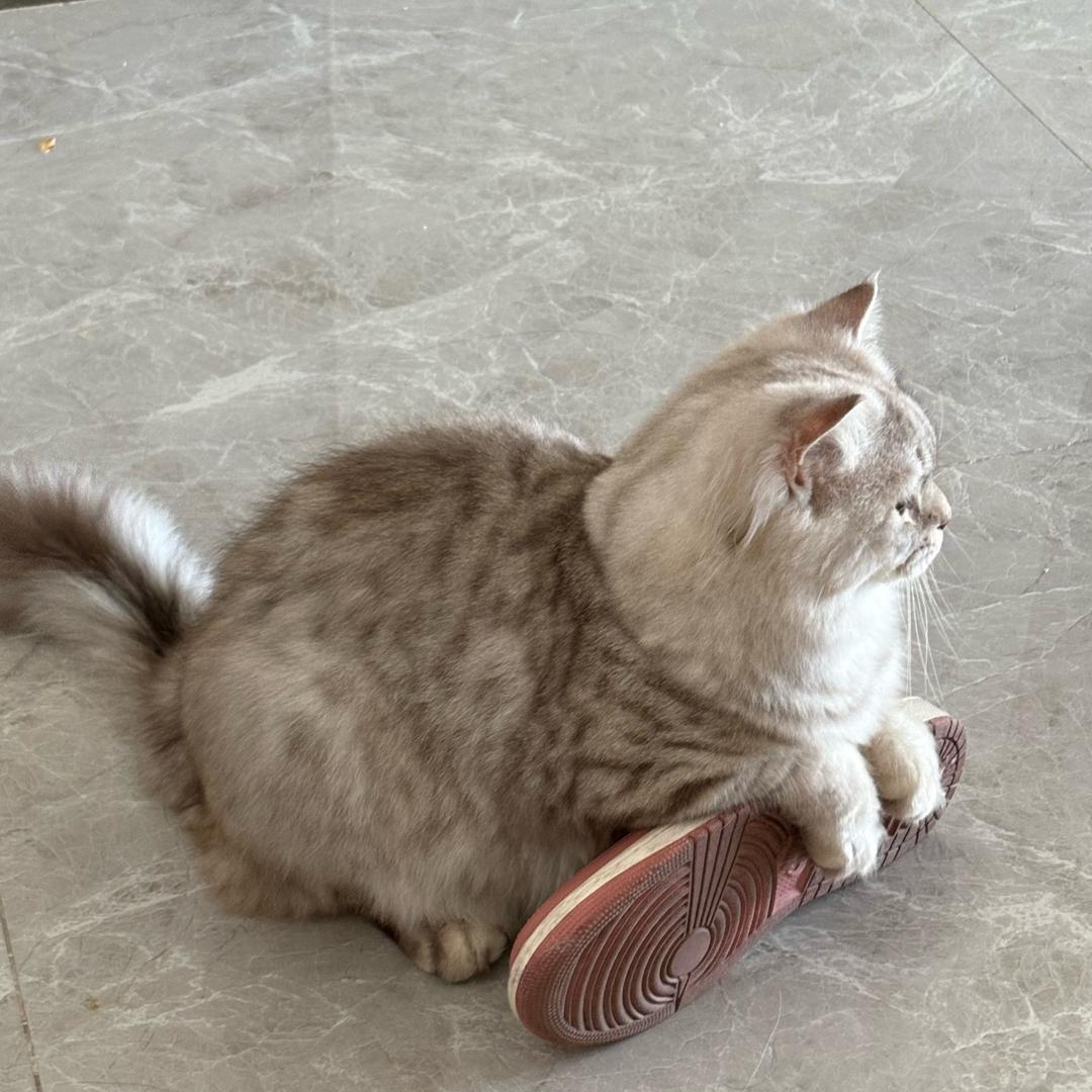 陈利五金水暖件陈利直播号