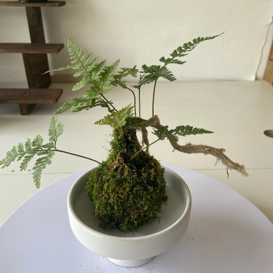 蕨对生活