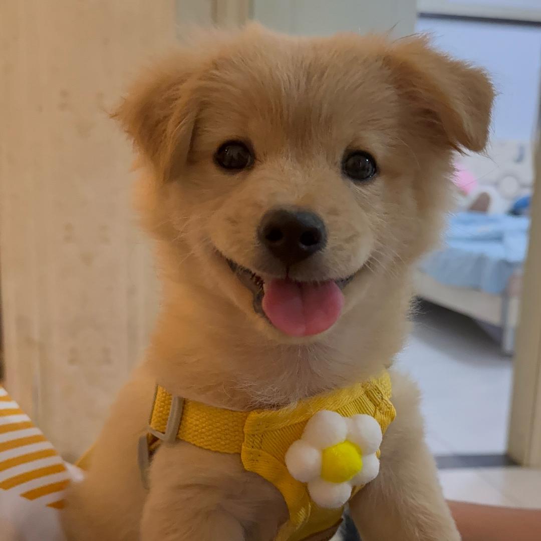 小狗八月.