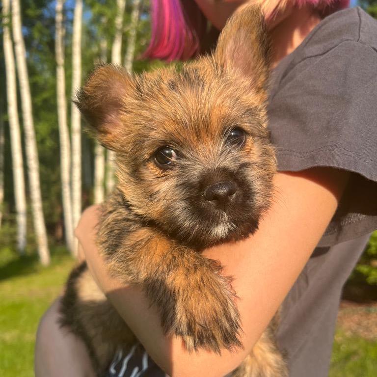 龍依犬舍，个人繁育