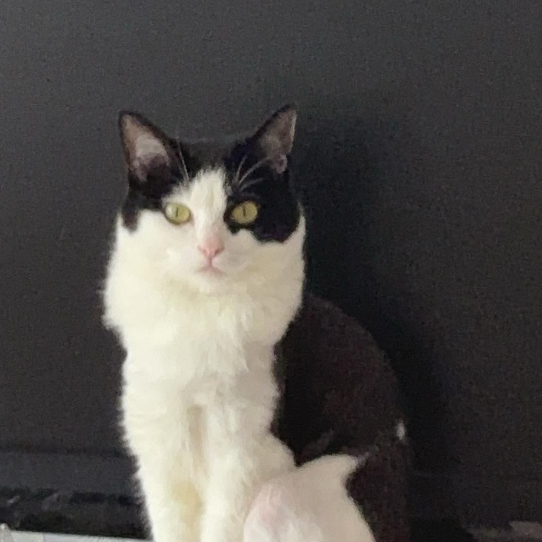 周鸿运