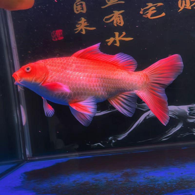 𓆏自由的风（连赞拉黑）