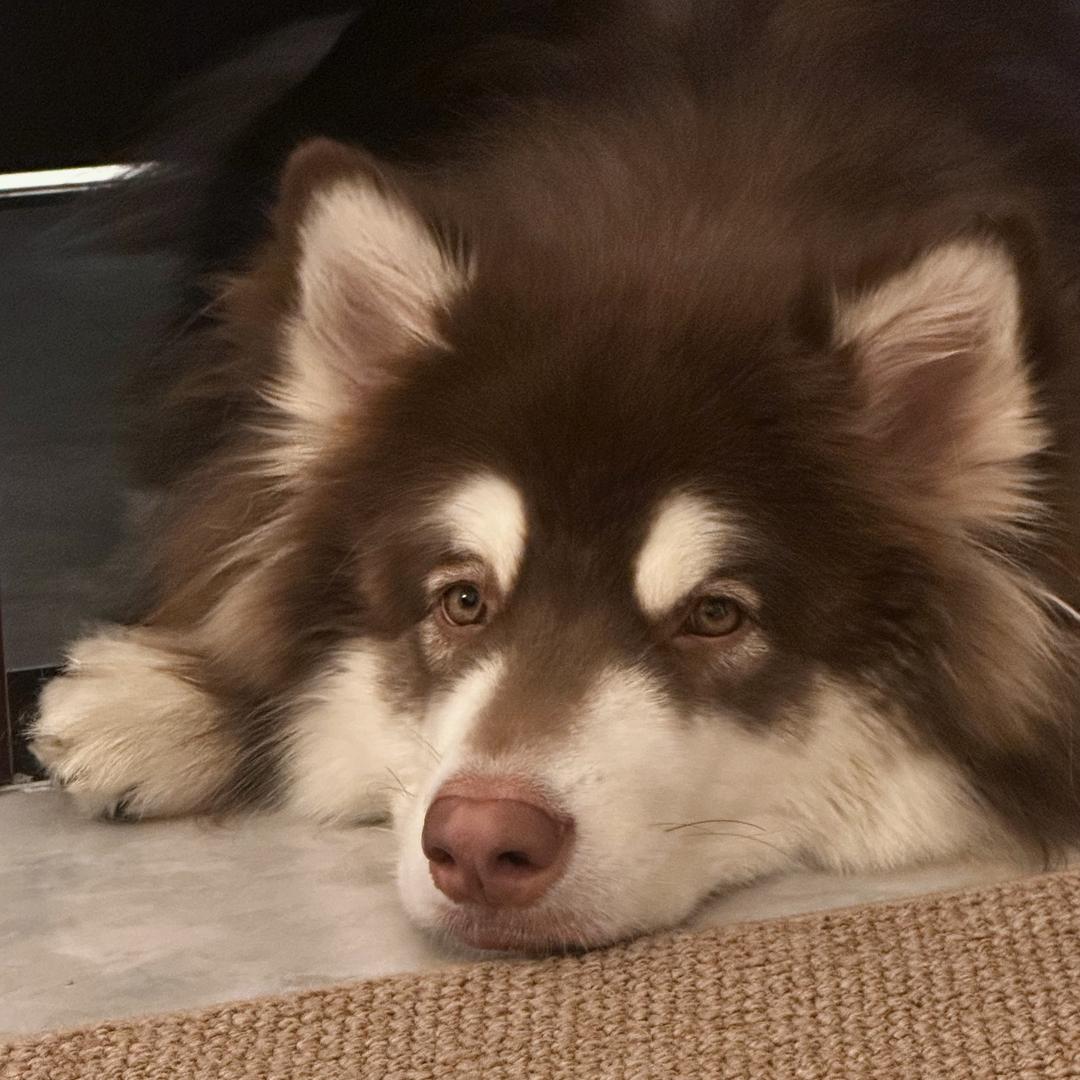 哈利是阿拉斯猪