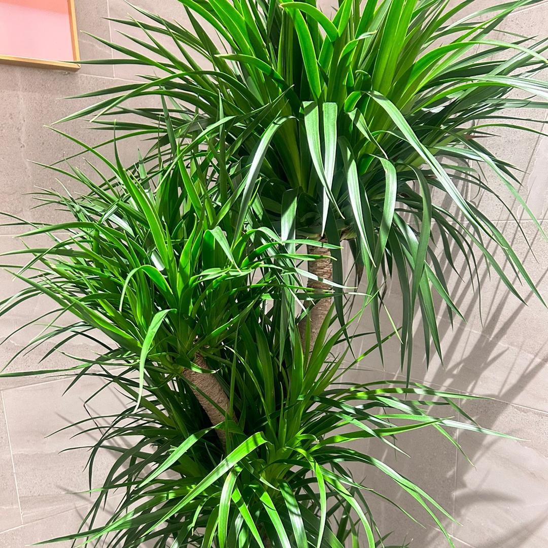 ꧔ꦿ℘凉白开💞᭄ᩚ