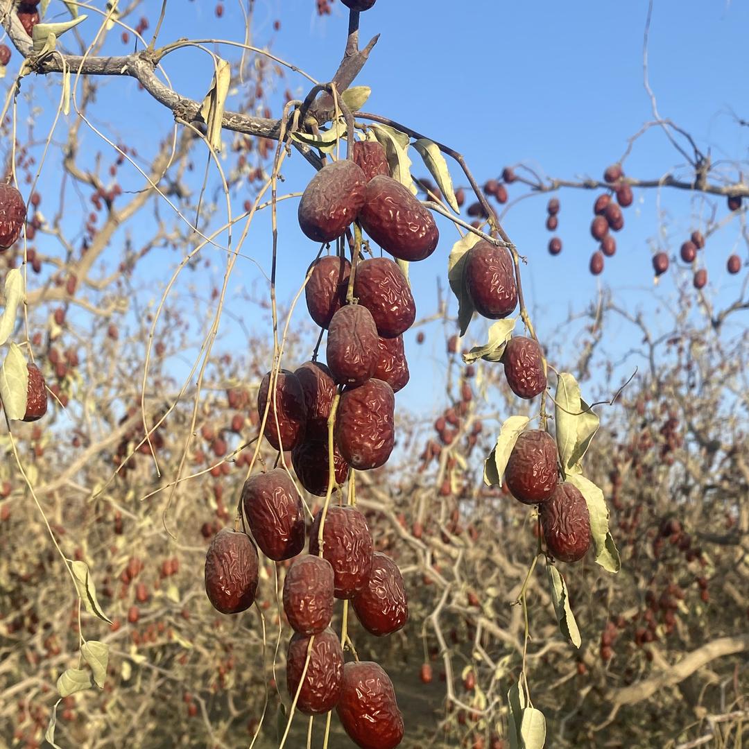 丝路枣香