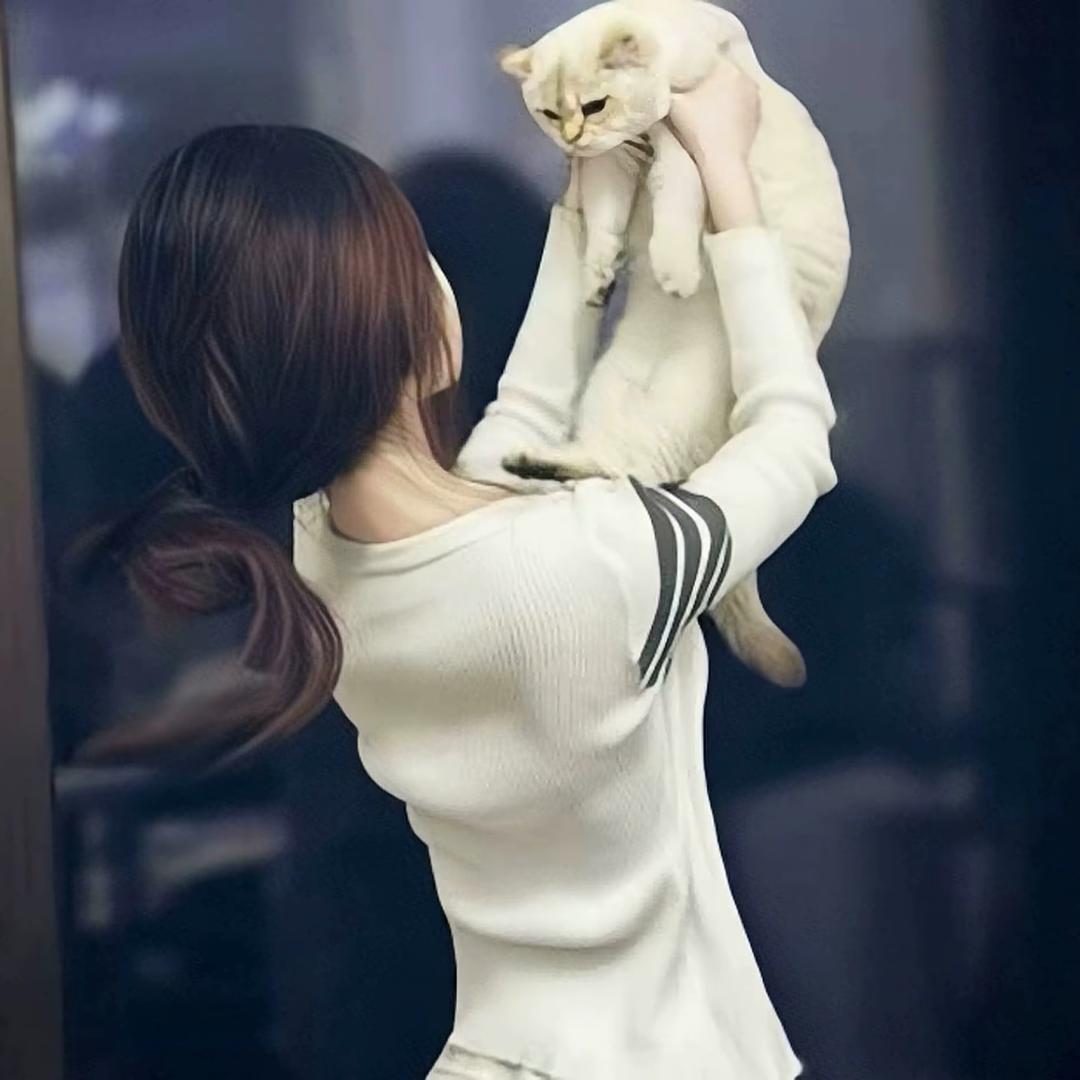 呆猫🐾