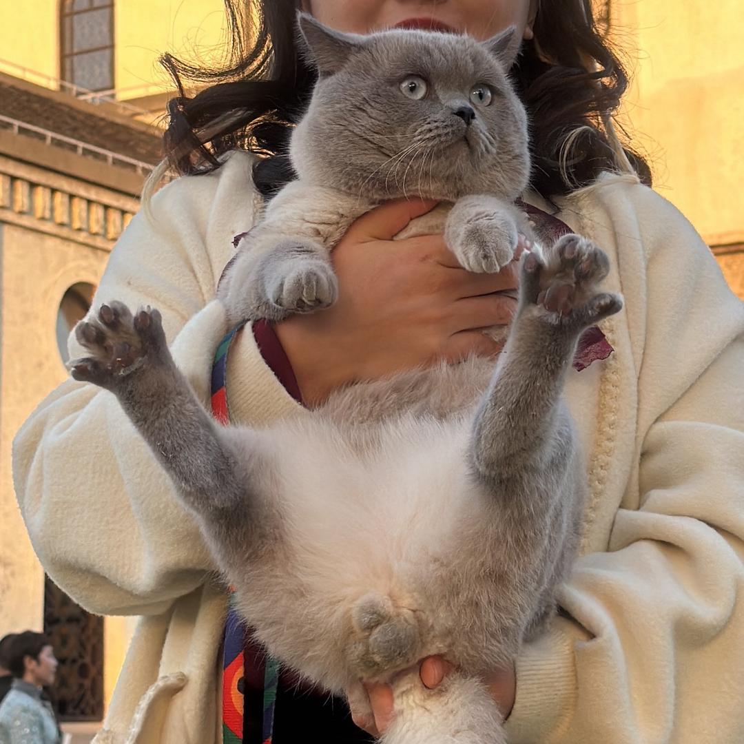 会后空翻的猫
