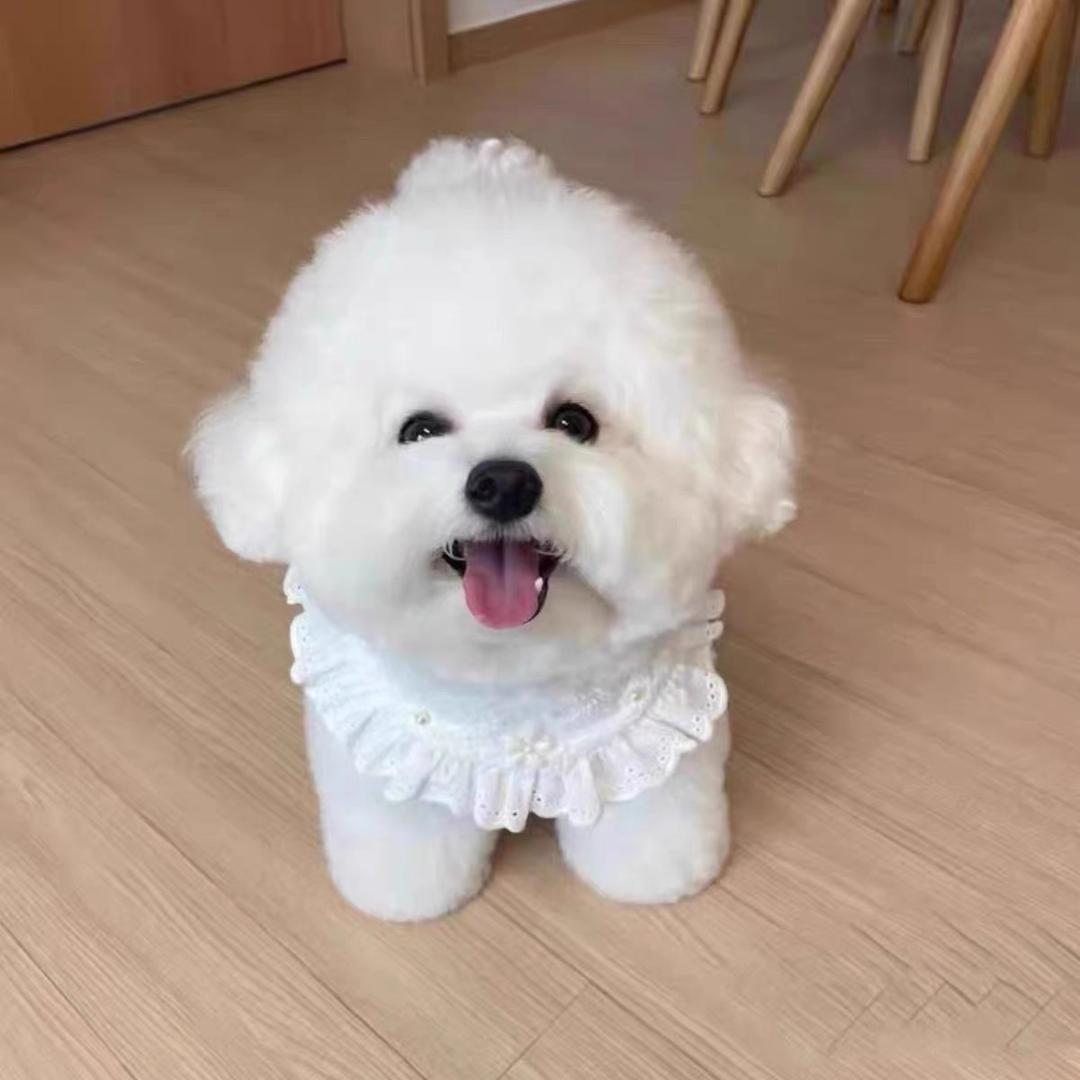 姐妹家比熊雪纳瑞