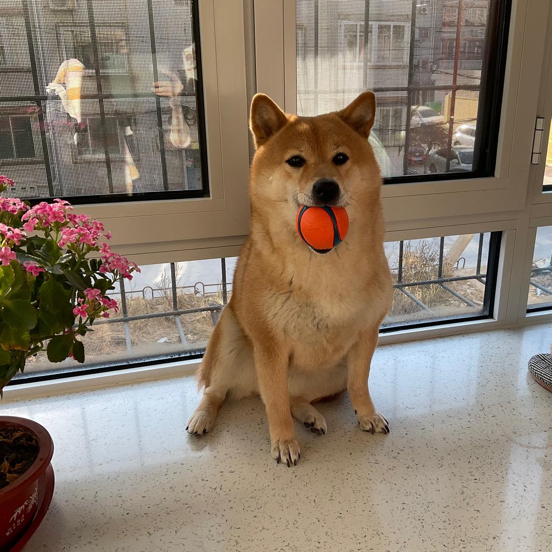 黄三哥
