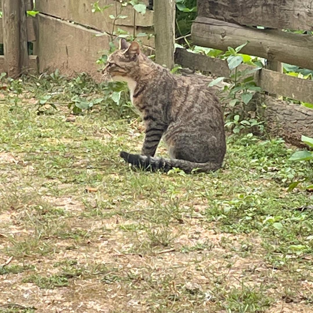 FSXXCcx