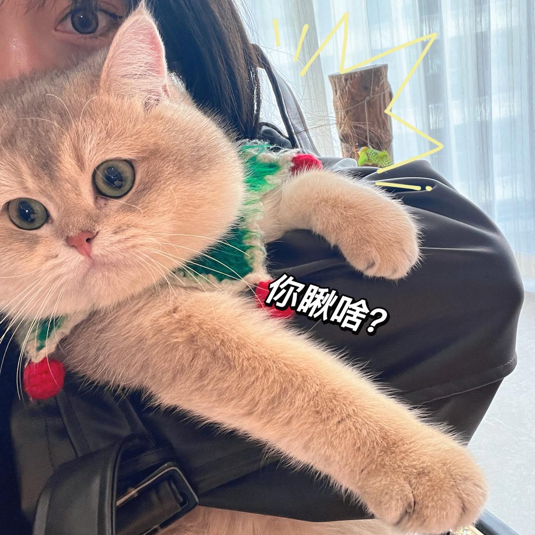 品•家园的猫。