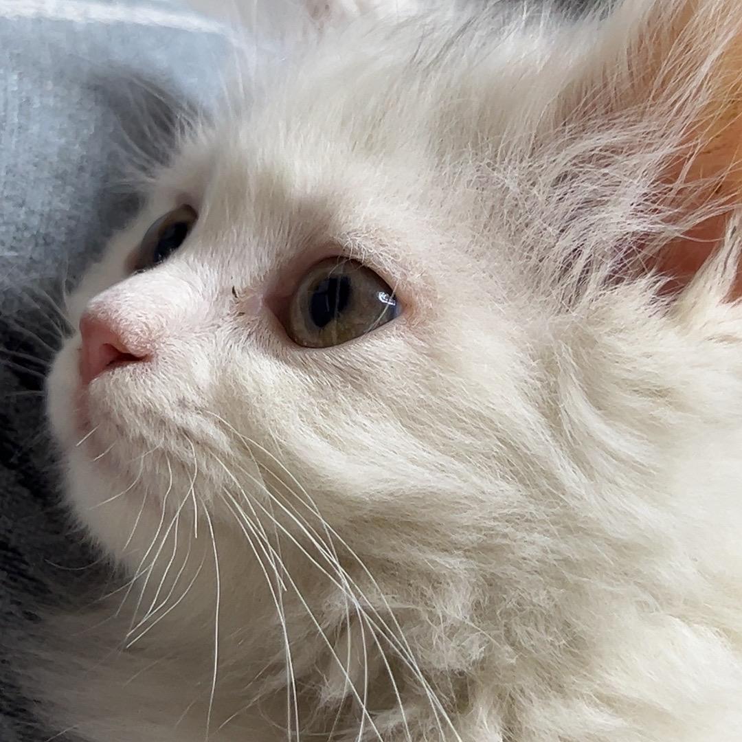 珠珠不是猪猪˙Ꙫ˙