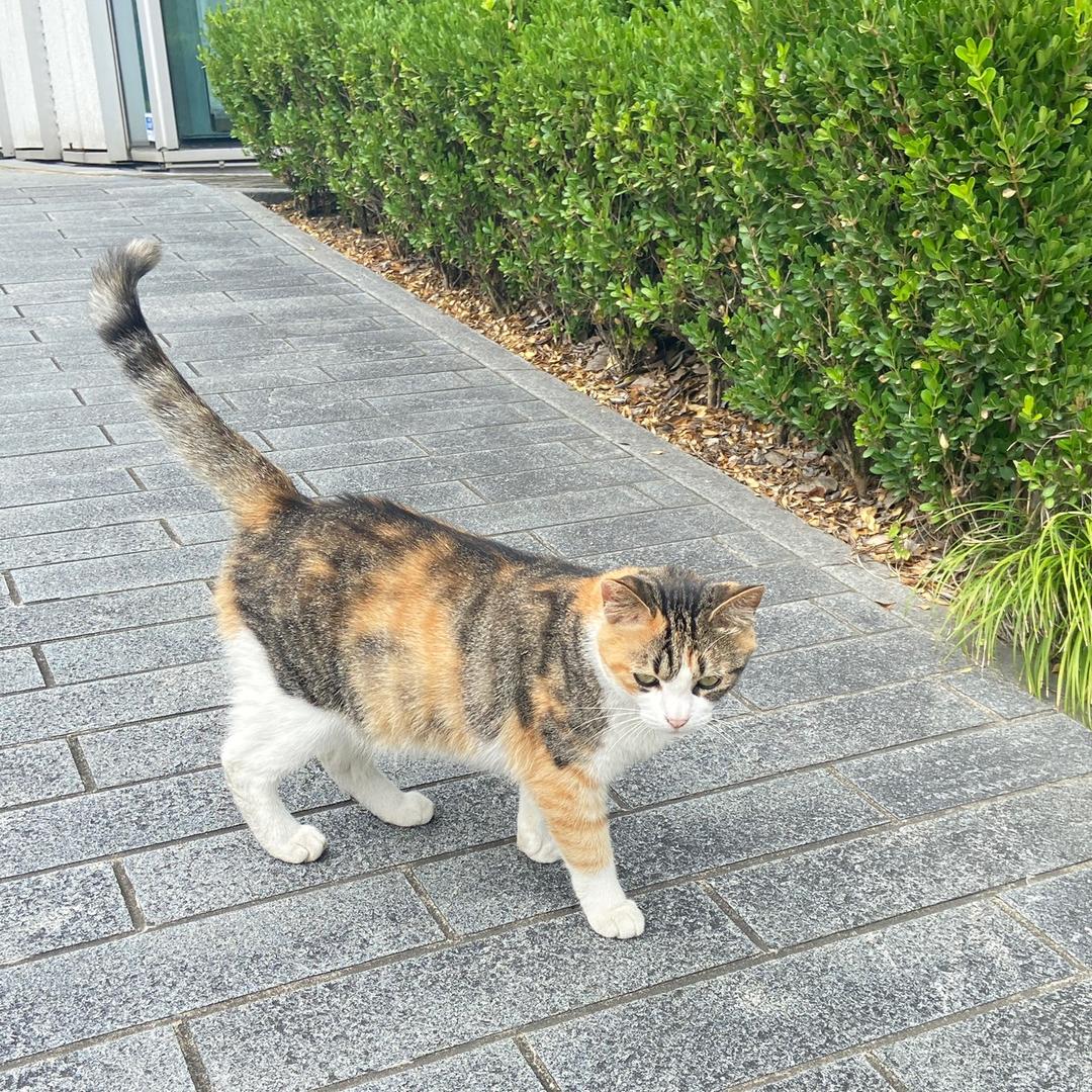 小猫🐱钓鱼🎣