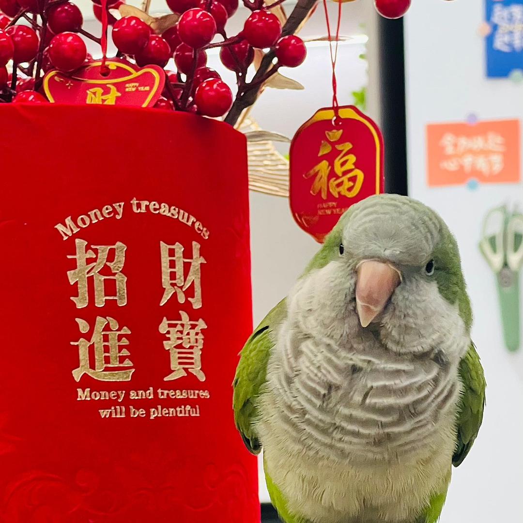 肥肥和蛋总