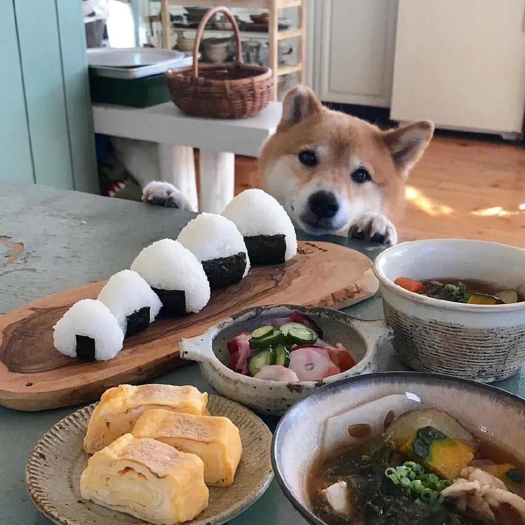 煎饼狗子