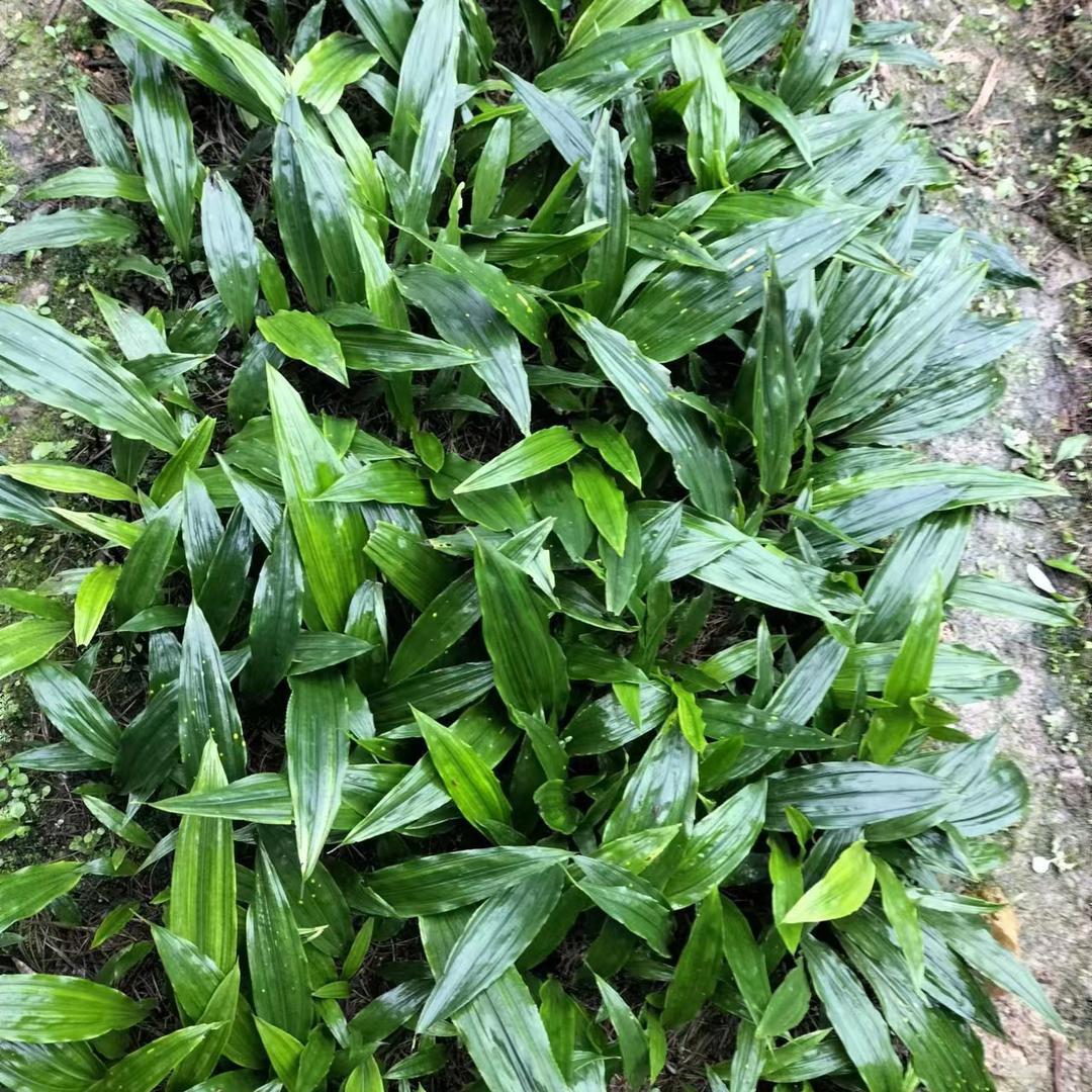 锄禾农业：毛慈菇育苗专家