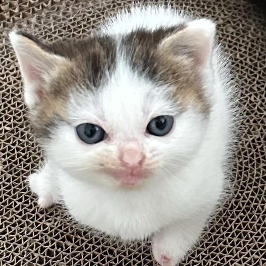 煎饼郭子（永劫无间版）