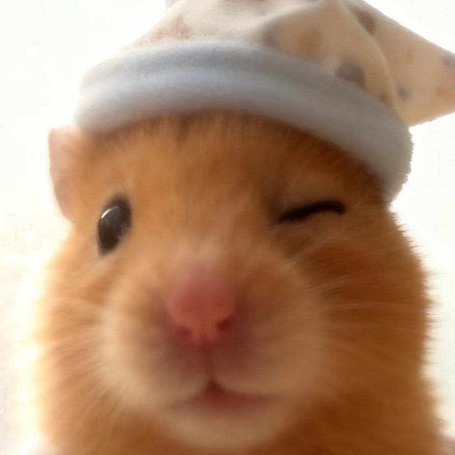 面包鼠