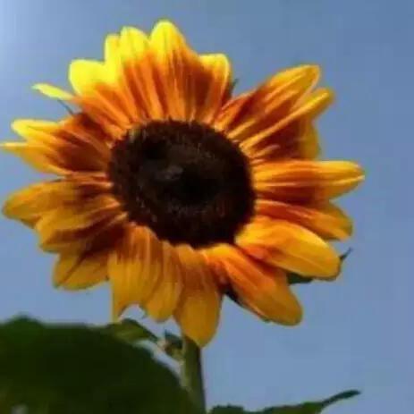 向阳🌻